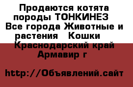 Продаются котята породы ТОНКИНЕЗ - Все города Животные и растения » Кошки   . Краснодарский край,Армавир г.